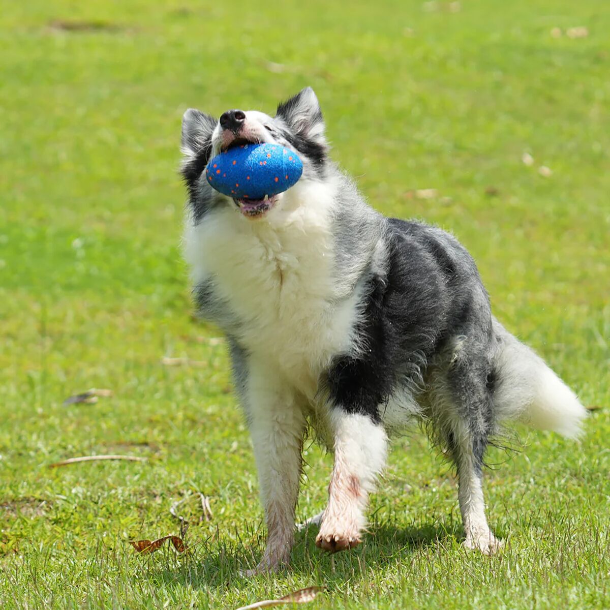 Cheerble Wicked Rugby Blue